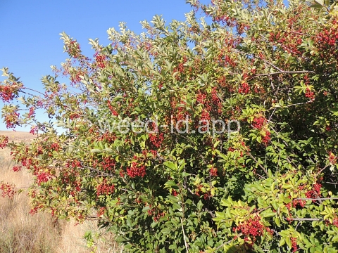 chokecherry, common